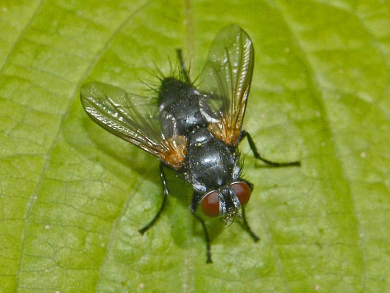 Thelaira sp.(Tachinidae)